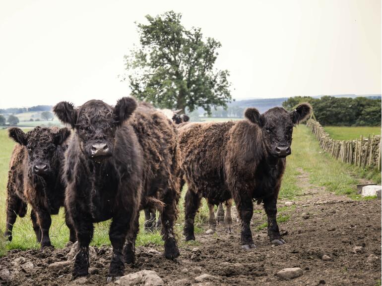 group of calves on farm 