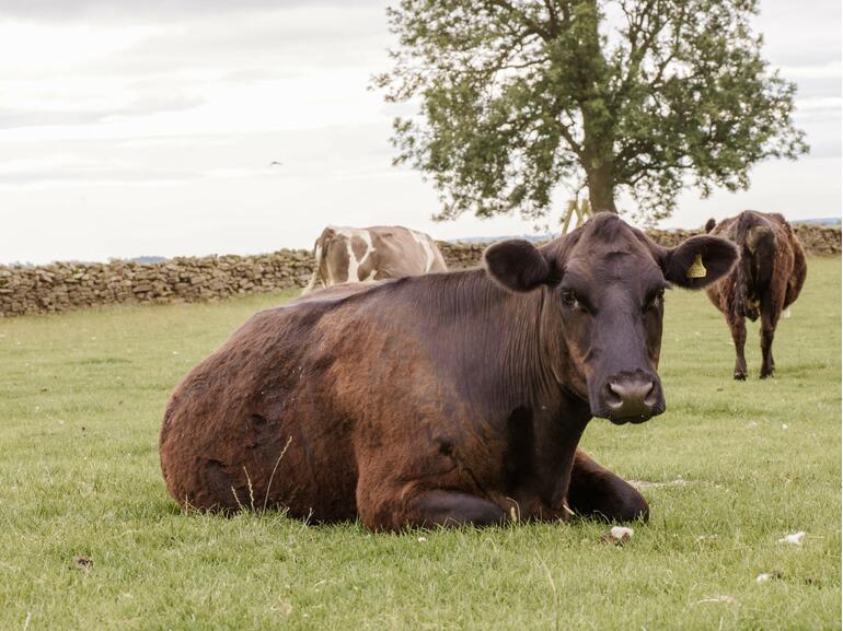 cow on field 