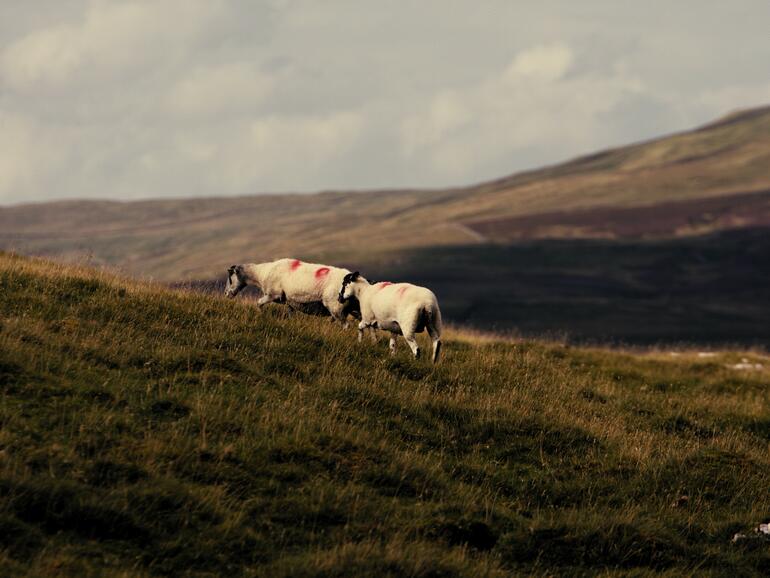 sheeps on high ground 