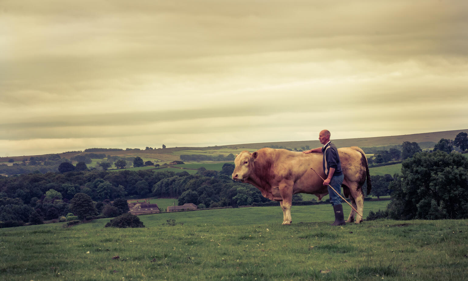 cow in nook farm