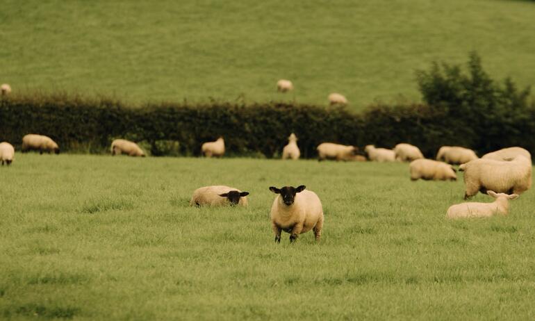 sheep in field 