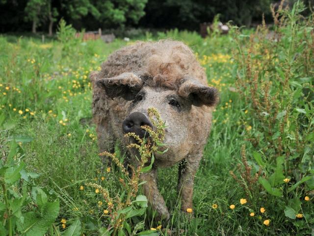 mangalica breed pig