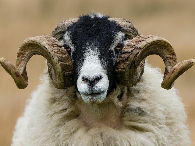 swaledale sheep breed