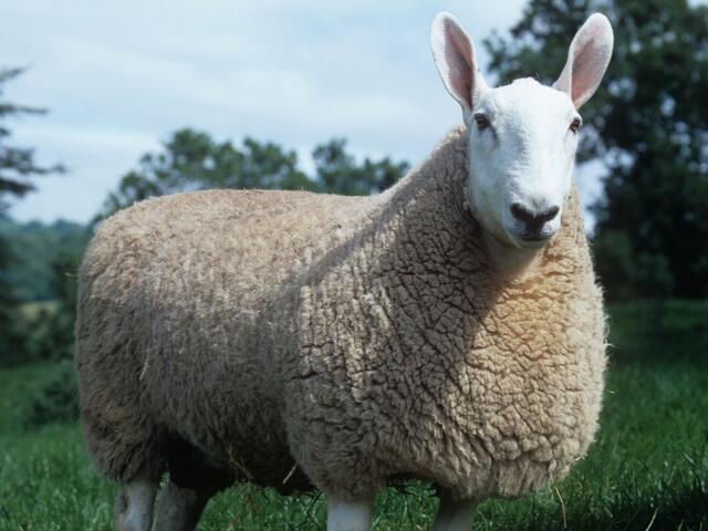 border leicester lamb breed