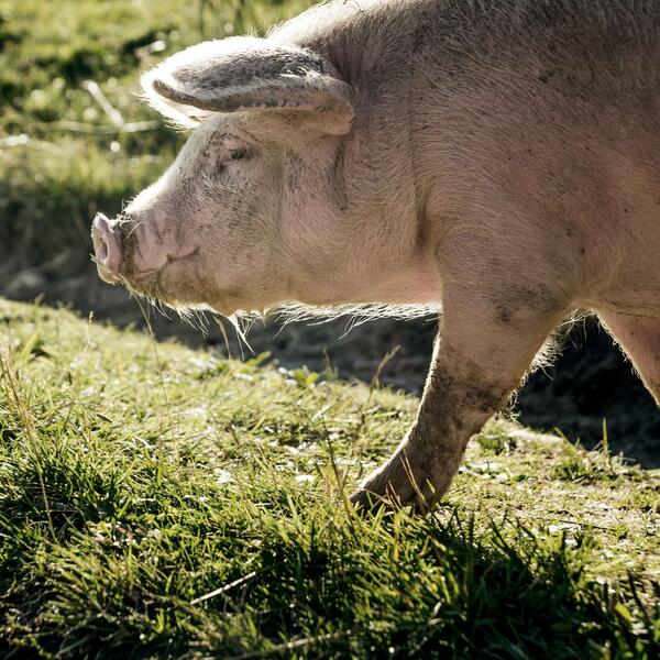 heritage breed pig