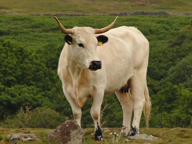 white park cow 