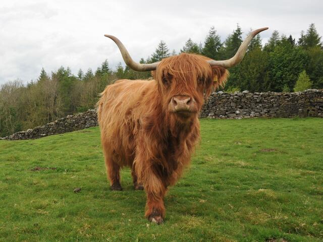 highland cow 