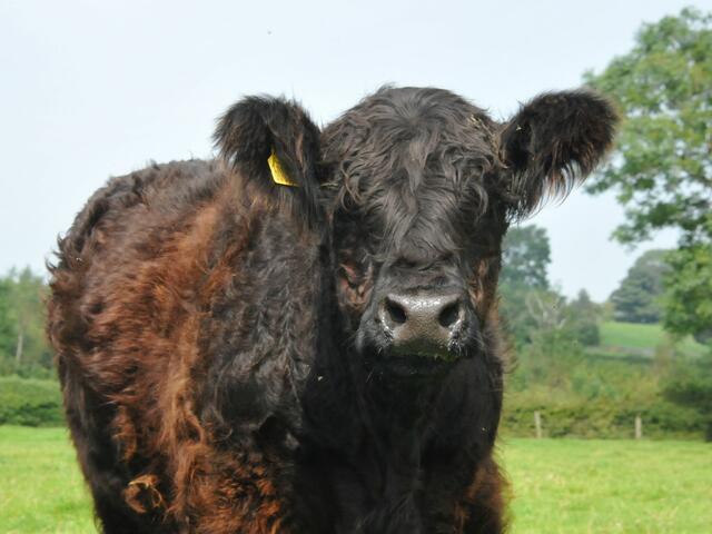 galloway cow