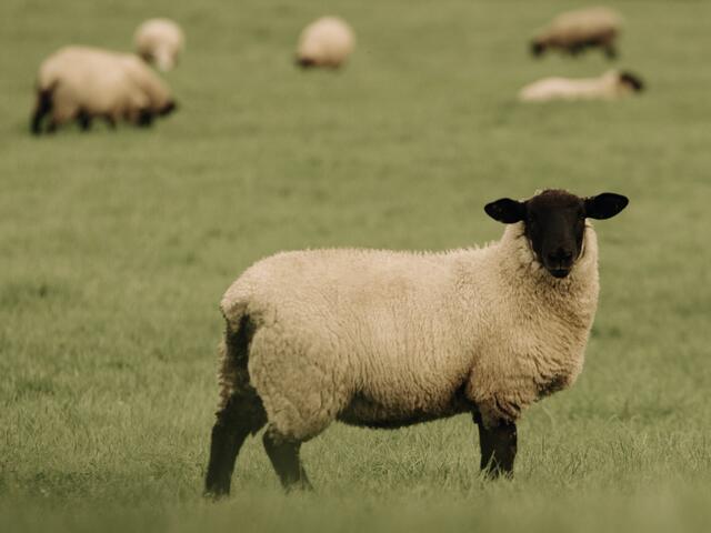 suffolk breed lamb 