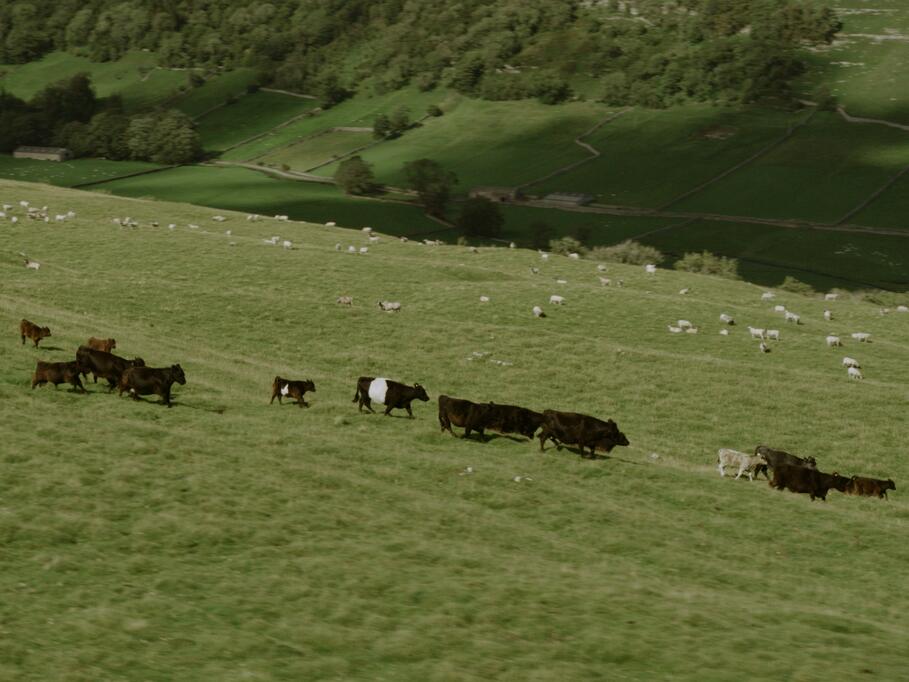 cows grazing on field 