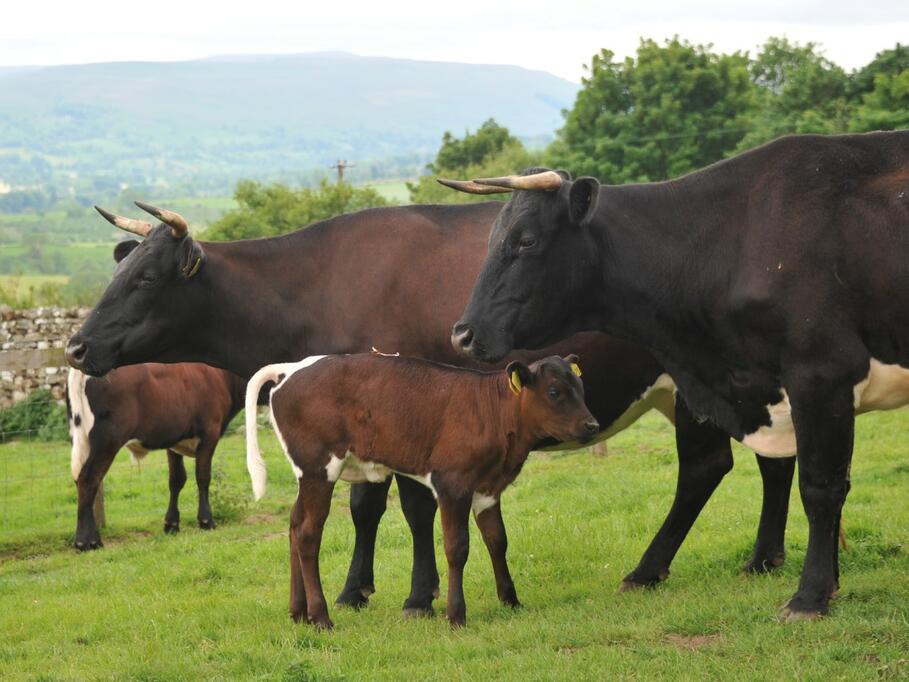 group of cows on field 