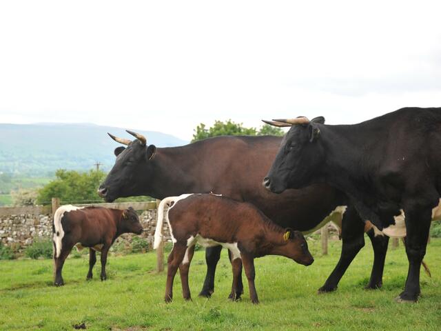 gloucester cow