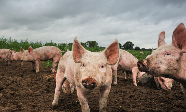 free range pigs on farm