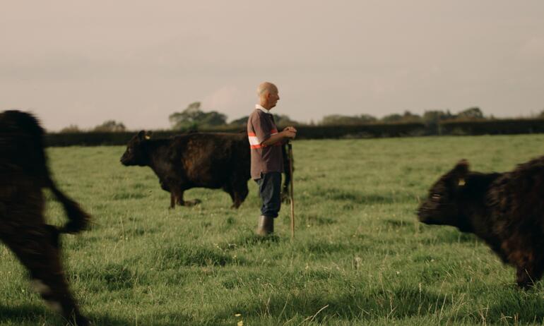 grazers in field