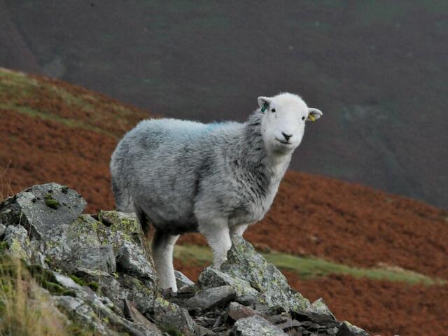 herdwick lamb 