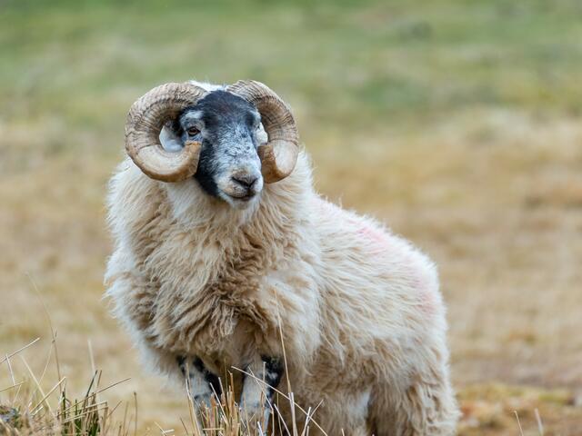 scottish blackface sheep 