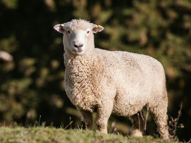 romney breed sheep 