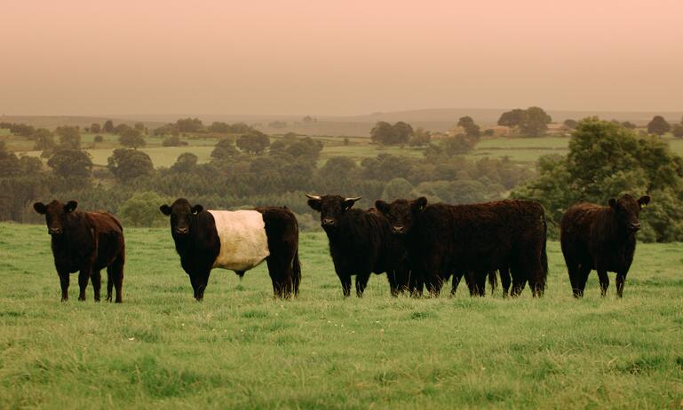 cows in field 