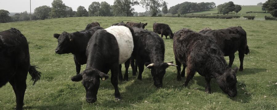 heritage breed cow