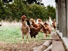 free range chicken breed