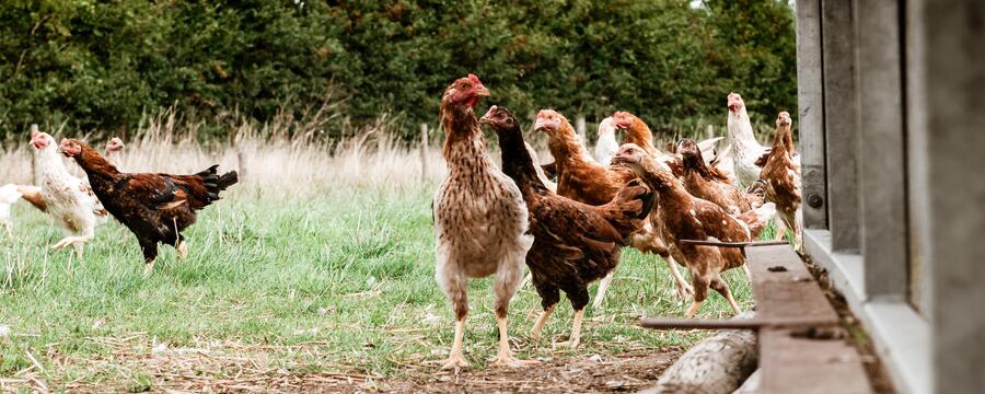 free range chicken breed