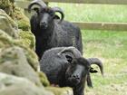 heritage lamb breed