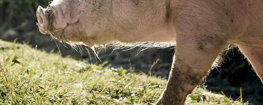 heritage breed pig