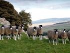 Swaledale Mutton