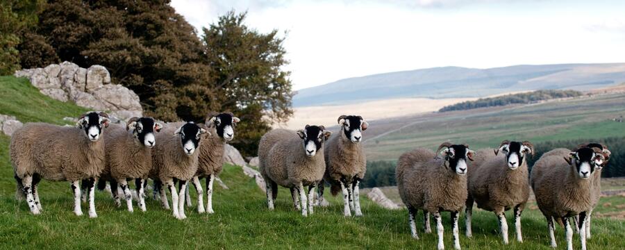 Swaledale Mutton