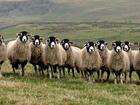 swaledale breed sheep 