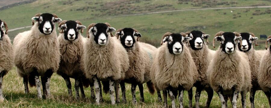 swaledale breed sheep 