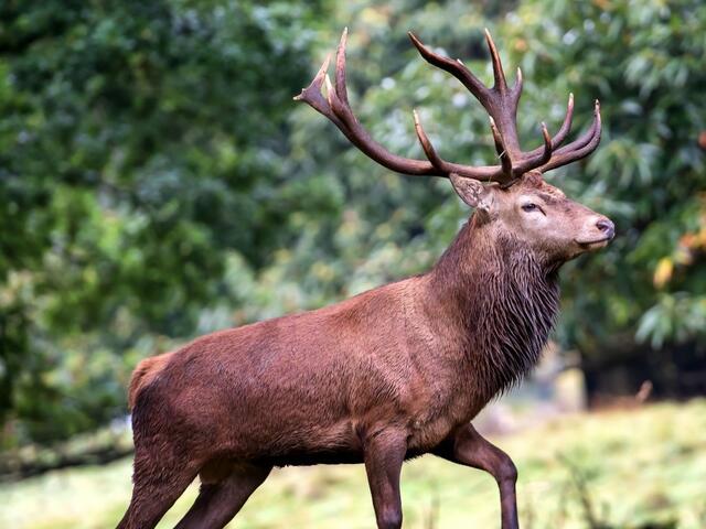 red deer breed