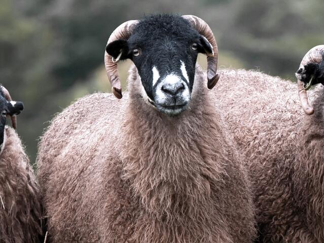 dalesbred lamb breed