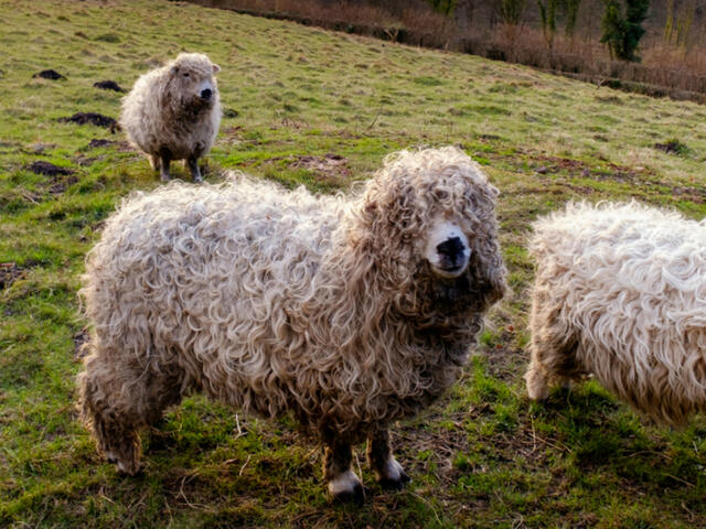 devon and cornwall longwool lamb