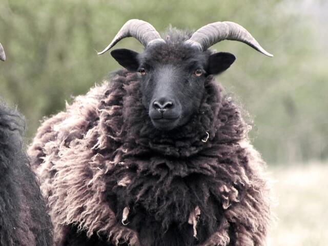 hebridean lamb 