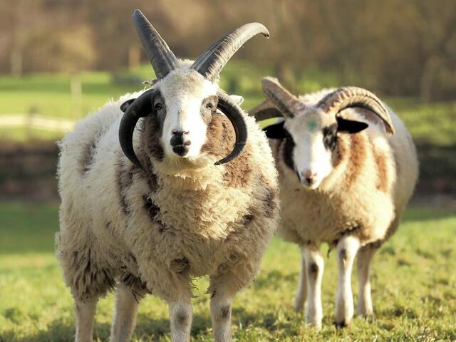 jacob lamb breed