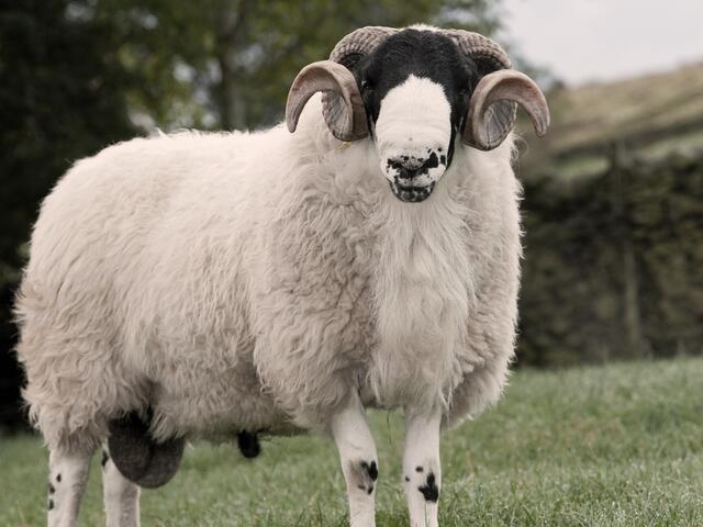 kendal rough lamb