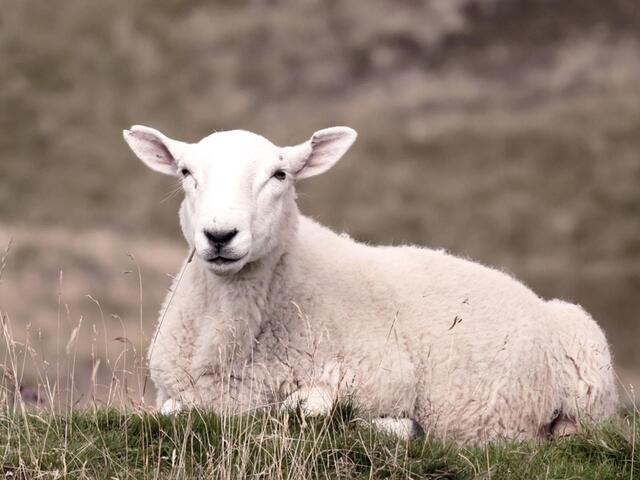 cheviot lamb 