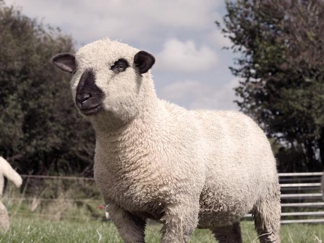 dorset down lamb breed