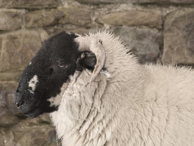 lonk breed lamb 