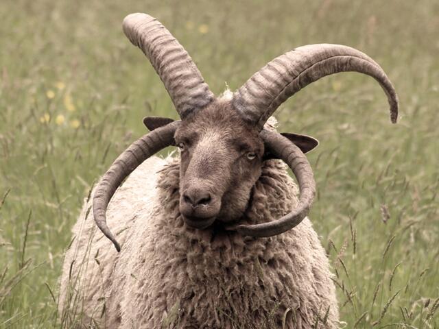 manx loaghtan lamb 