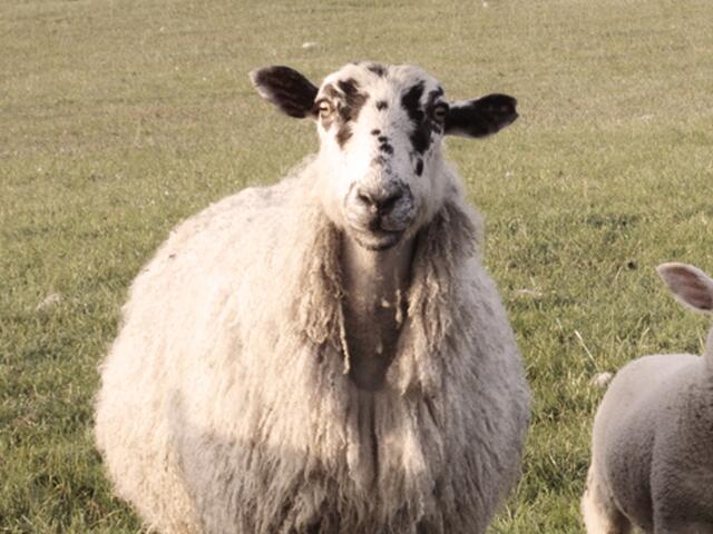 north of england mule breed lamb 