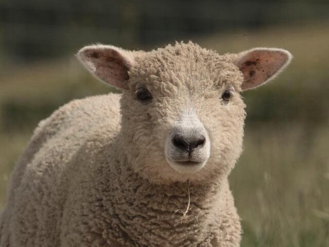 ryeland breed lamb 