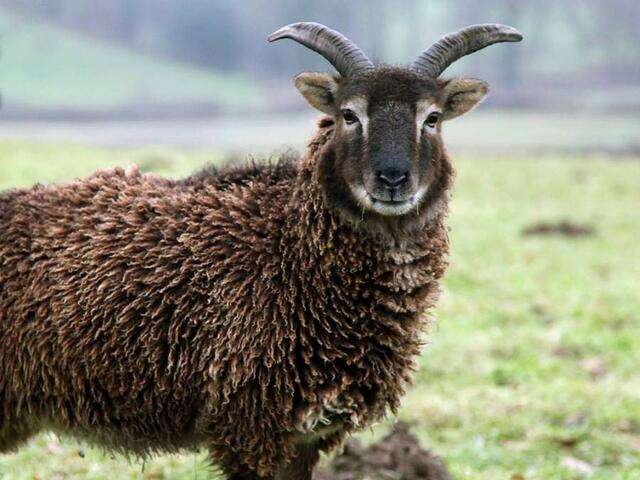 soay sheep breed