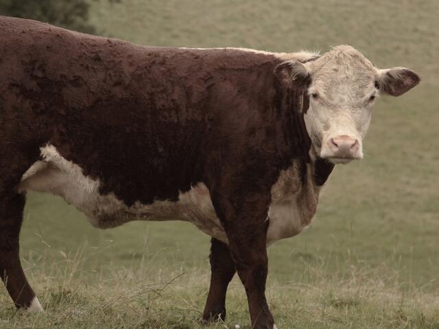 hereford cow