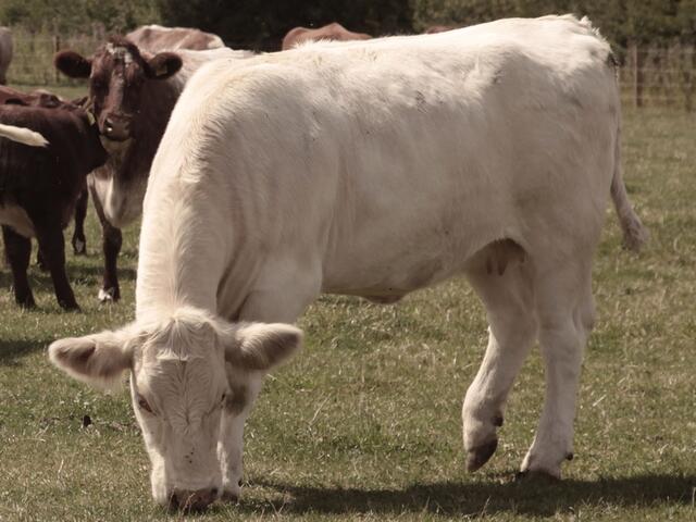 shorthorn cow 