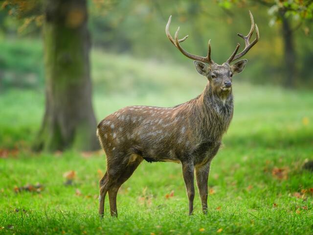 sika deer breed