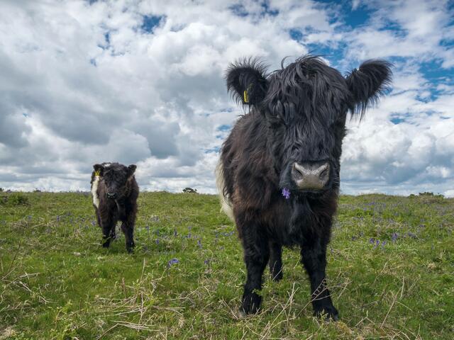 belted galloway cow