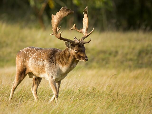 fallow deer 