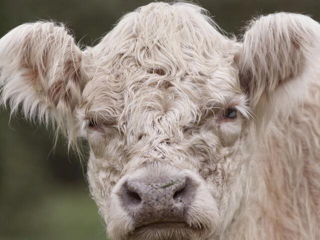 whitebred shorthorn cow